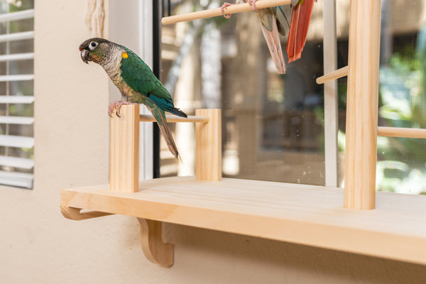 Adjustable Window Bird Perch Stand — No Drilling, 3 Perch Sizes