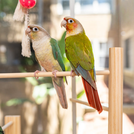 Adjustable Window Bird Perch Stand