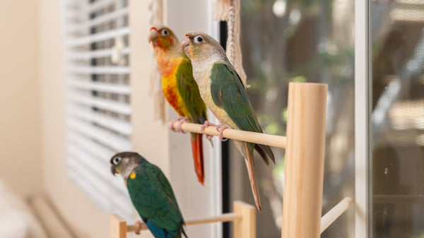 Adjustable Window Bird Perch Stand — No Drilling, 3 Perch Sizes